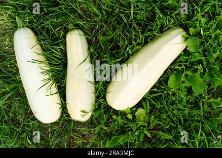 La raccolta di zucchine bianche o midollo giace sull'erba verde del giardino Foto Stock