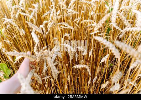 La mano di una donna colpisce orecchie di grano in un campo di coltivatori di cereali Foto Stock