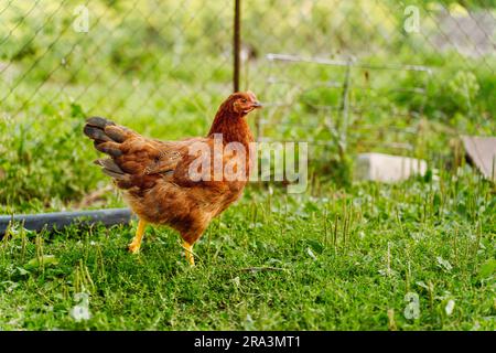 Una gallina rossa cammina sull'erba in un cortile del villaggio Foto Stock