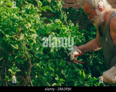 anziano giardiniere caucasico potando viti e rifilando edera, piante, rami e erbacce su una parete del giardino in estate. Pulizia del giardino. Foto Stock