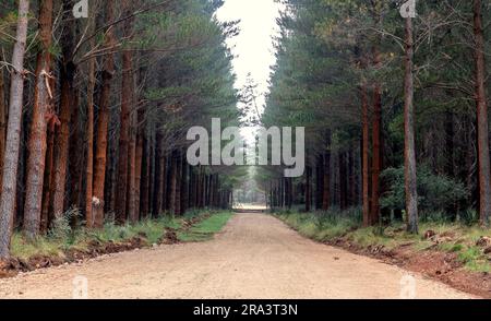 Fotografia di una strada sterrata che attraversa una foresta di pini nelle tavolette centrali del nuovo Galles del Sud in Australia Foto Stock
