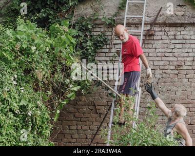 uomini anziani caucasici potano viti e rifilano edera, piante, rami e erbacce su un muro del giardino in estate. Pulizia del giardino. Foto Stock