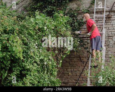 uomini anziani caucasici potano viti e rifilano edera, piante, rami e erbacce su un muro del giardino in estate. Pulizia del giardino. Foto Stock