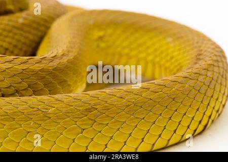 Pitviper giallo dell'isola della Sunda serpente Trimeresurus insularis wetar isolato su sfondo bianco Foto Stock