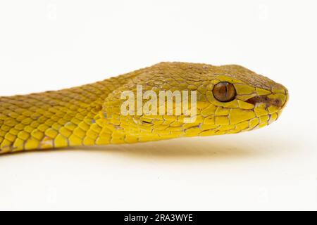 Pitviper giallo dell'isola della Sunda serpente Trimeresurus insularis wetar isolato su sfondo bianco Foto Stock