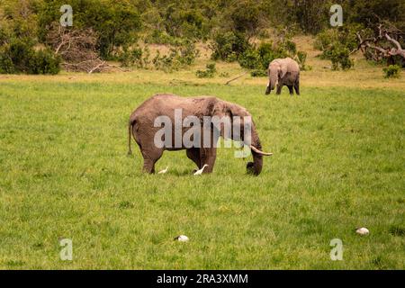 Paesaggi della savana africana con bufali ed elefanti che pascolano allo stato selvatico presso Ol Pejeta Conservancy, Nanyuki, Kenya Foto Stock