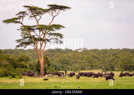 Paesaggi della savana africana con bufali ed elefanti che pascolano allo stato selvatico presso Ol Pejeta Conservancy, Nanyuki, Kenya Foto Stock