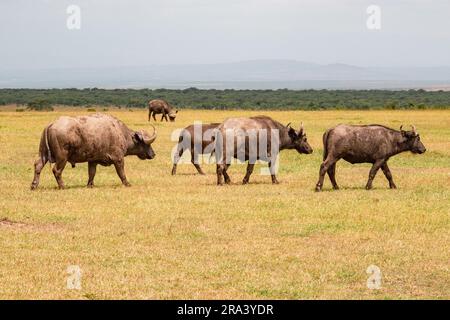 Una mandria di bufali che pascolano allo stato selvatico presso la Ol Pejeta Conservancy a Nanyuki, Kenya Foto Stock