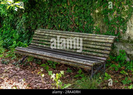 Vecchia panchina abbandonata coperta di muschio e licheni di fronte al muro di edera nel parco Foto Stock