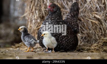 Bantam hen con giovani pulcini in un'aiuola. North Yorkshire, Regno Unito. Foto Stock