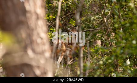 Tra gli alberi della foresta si erge il cervo a riposo nel parco nazionale Haterse e Overasseltse Vennen a Overasselt, provincia di Gelderland, Olanda, su una Foto Stock