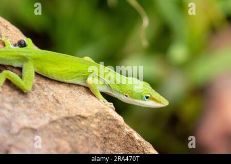 Un primo piano di un'anola verde solitaria appollaiata su una superficie rocciosa Foto Stock