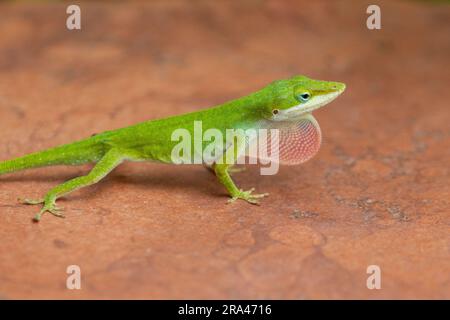 Un primo piano di un anolo verde su una pietra arancione. Foto Stock