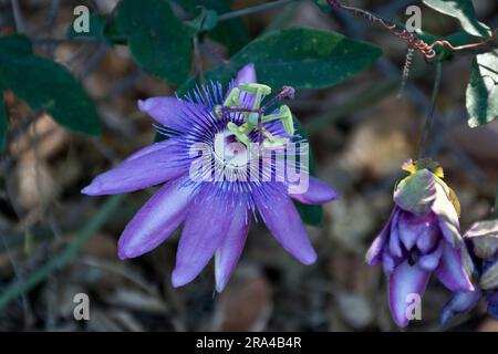 Foto di primo piano dei fiori decorativi viola frutto della passione Foto Stock