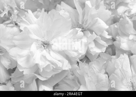 Molti bellissimi fiori bianchi come sfondo, primo piano Foto Stock