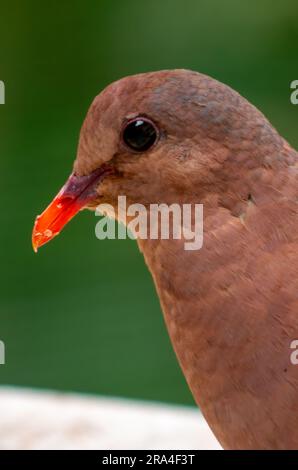 Pacific Emerald dove, Chalcophaps indica, Malanda, Australia. Foto Stock