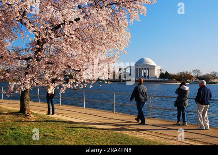 I visitatori potranno ammirare i ciliegi in fiore sakura intorno al Tidal Basin a Washington, DC Foto Stock