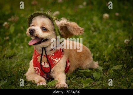 piccolo cane che indossa cappello e bandana disteso sull'erba di giorno Foto Stock