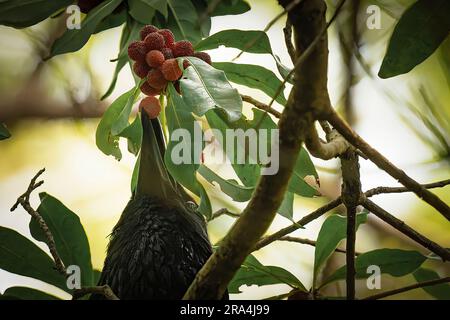 Corvo di carrion nell'albero che mangia bacche rosse Tokyo di giorno Foto Stock