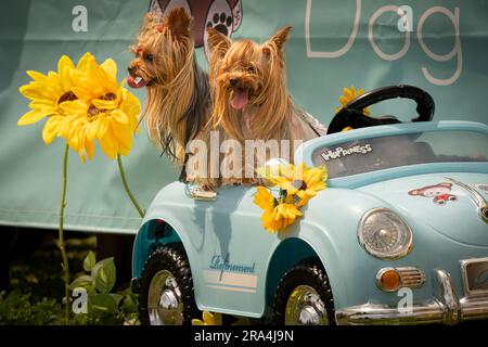 Terrier setosi seduti in un'auto giocattolo in una giornata di sole Foto Stock