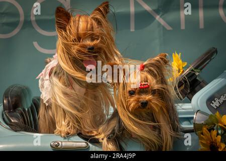 Terrier setosi seduti in un'auto giocattolo in una giornata di sole Foto Stock