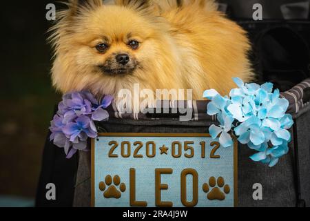 Cane della Pomerania in cesto con fiori durante il giorno a Tokyo Foto Stock