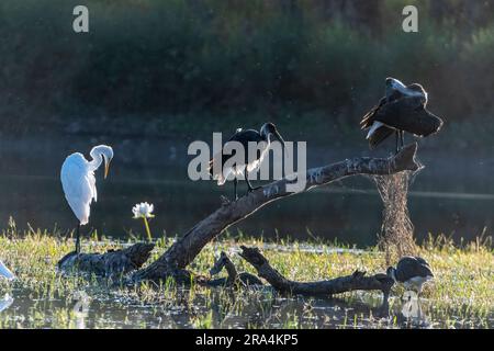 Grande Egreto (Ardea alba) e Ibises dal collo di paglia (Threskiornis spinicollis) arroccati su un ceppo di alberi nelle zone umide, Camooweal Billabong, Queensland, QLD, Foto Stock