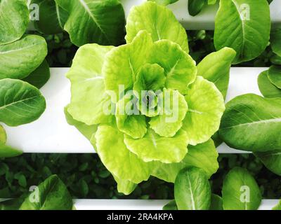 Primo piano vegetale sul tavolo da semina in Hydroponic Farm Photo Foto Stock