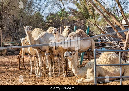 Cammelli in gruppo - vari Foto Stock