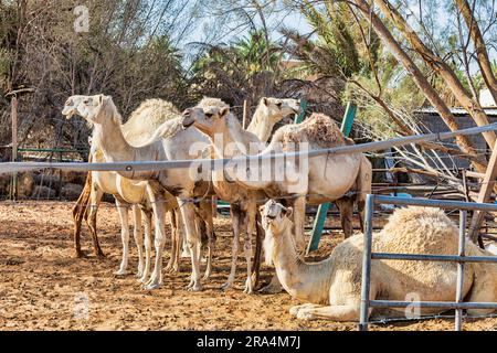 Cammelli in gruppo - vari Foto Stock