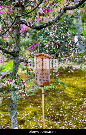 Kyoto, Giappone, 2023, Malus halliana è una specie di crabapple dell'Asia orientale di Malus, mela di granchio nei giardini templi di Tenryu-ji, Giappone, Asia Foto Stock