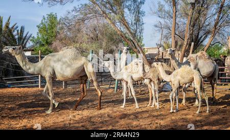 Cammelli con Young Foto Stock