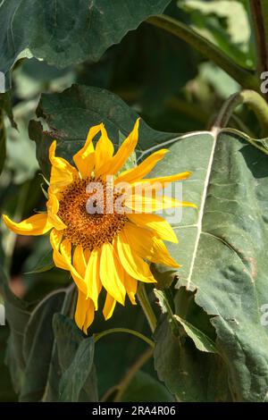 Testa di girasole fiorita che cresce in un campo. primo piano. Messa a fuoco selettiva. Israele Foto Stock