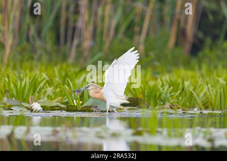 Aironi di squacco Ardeola ralloides, allevamento di piumaggio adulto con pesci in becco, Delta del Danubio, Romania, giugno Foto Stock