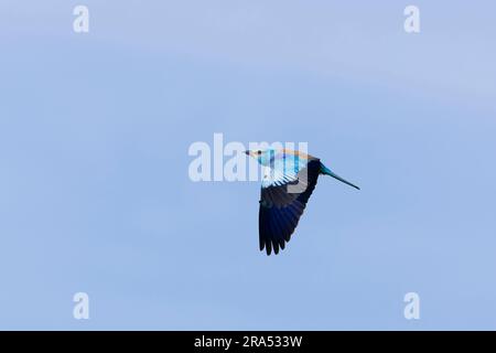 European Roller Coracias garrulus, volo adulto, Macin, Romania, giugno Foto Stock