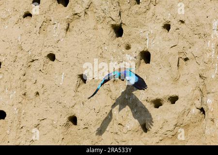 Coracias garrulus, adulto che vola dal buco del nido nel banco di sabbia, Macin, Romania, giugno Foto Stock