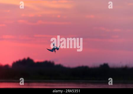 Terna comune Sterna hirundo, adulti che volano, immersioni per pesci al tramonto, Delta del Danubio, Romania, giugno Foto Stock