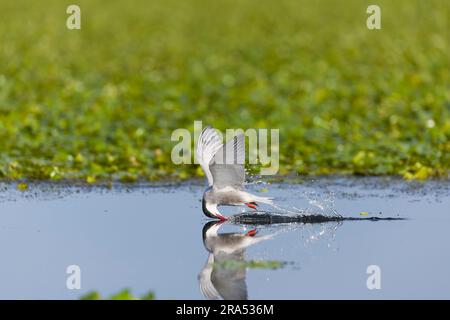 Whiskered tern Chlidonias hybrida, adulti che bevono in volo, Delta del Danubio, Romania, giugno Foto Stock