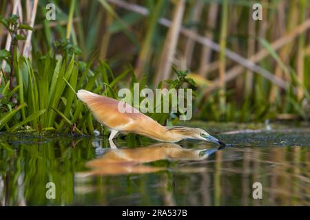 Acquacchio Heron Ardeola ralloides, allevamento piumaggio adulto caccia per pesci, Delta del Danubio, Romania, giugno Foto Stock