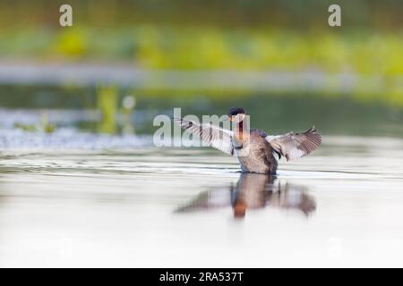 Grebe dal collo rosso Podiceps Grisegena, piumaggio da riproduzione adulti che nuotano, battono le ali, Delta del Danubio, Romania, giugno Foto Stock