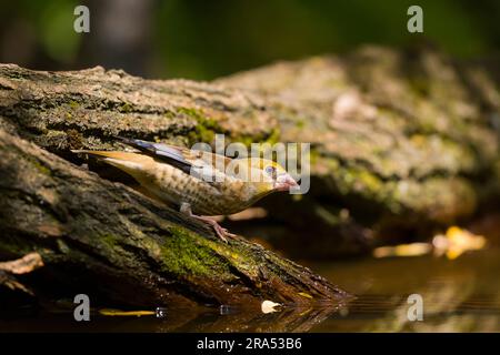 Hawfinch Coccothraustes coccothraustes, giovani arroccati sul tronco, che stanno per bere nella piscina boschiva, Macin, Romania, giugno Foto Stock