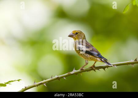 Hawfinch Coccothraustes coccothraustes, giovanile arroccato sul gambo di rosa canina, Macin, Romania, giugno Foto Stock