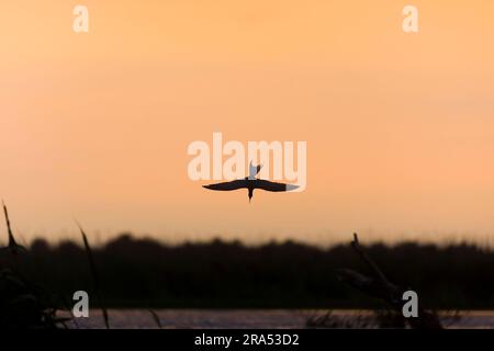 Sterna hirundo comune, volo per adulti, immersioni per prede al tramonto, Delta del Danubio, Romania, giugno Foto Stock