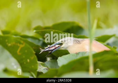 Aironi squacco Ardeola ralloides, piumaggio da riproduzione alimentazione adulta sui pesci, Delta del Danubio, Romania, giugno Foto Stock