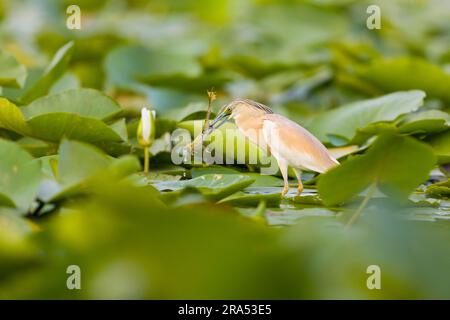 Airone squacco Ardeola ralloides, piumaggio da riproduzione adulto con rana palustre Rana ridibunda, adulto in becco, Delta del Danubio, Romania, giugno Foto Stock