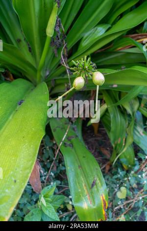 Tacca leontopetaloides (pianta del pipipistrello bianco) semi, foglie e frutta. Foto Stock