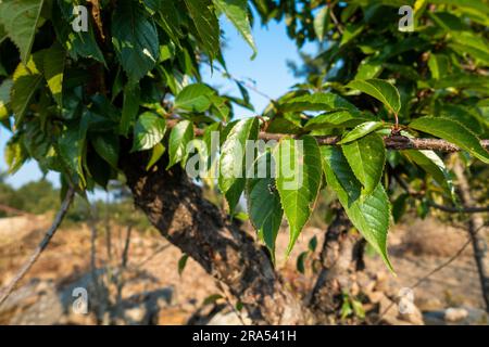 Foglie di Prunus avium, comunemente chiamate ciliegia selvatica, ciliegia dolce, gean o ciliegia di uccello . Regione himalayana di Uttarakhand. Foto Stock