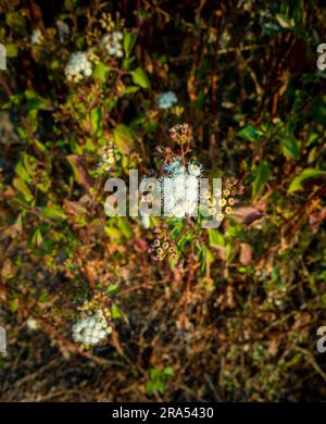 L'Ageratum conyzoides è comunemente nota come pianta di erbacce di capra billy con fiori e foglie bianchi. Uttarakhand India. Foto Stock