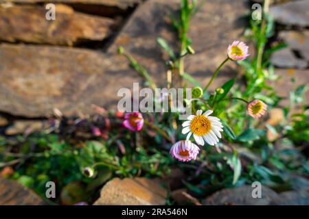 Leucanthemum vulgare, comunemente noto come i fiori a margherita a occhio di bue in piena fioritura sulle colline pedemontane dell'Himalaya. Uttarakhand India. Foto Stock