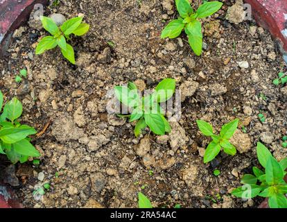 Un primo piano della pianta di basilico che emerge dal suolo chiamato anche foglie di pianta di Tulsi. Nuovi fiori e semi emergenti questa pianta è considerata Santa in H Foto Stock